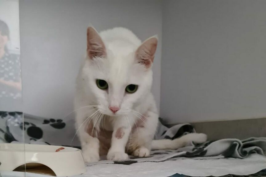 wakacyjny koszmar kotów