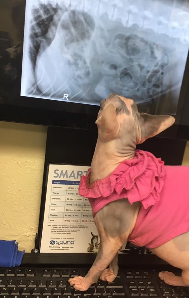 kot ogląda zdjęcie rtg