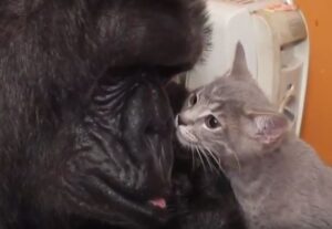 goryl adoptował kocięta