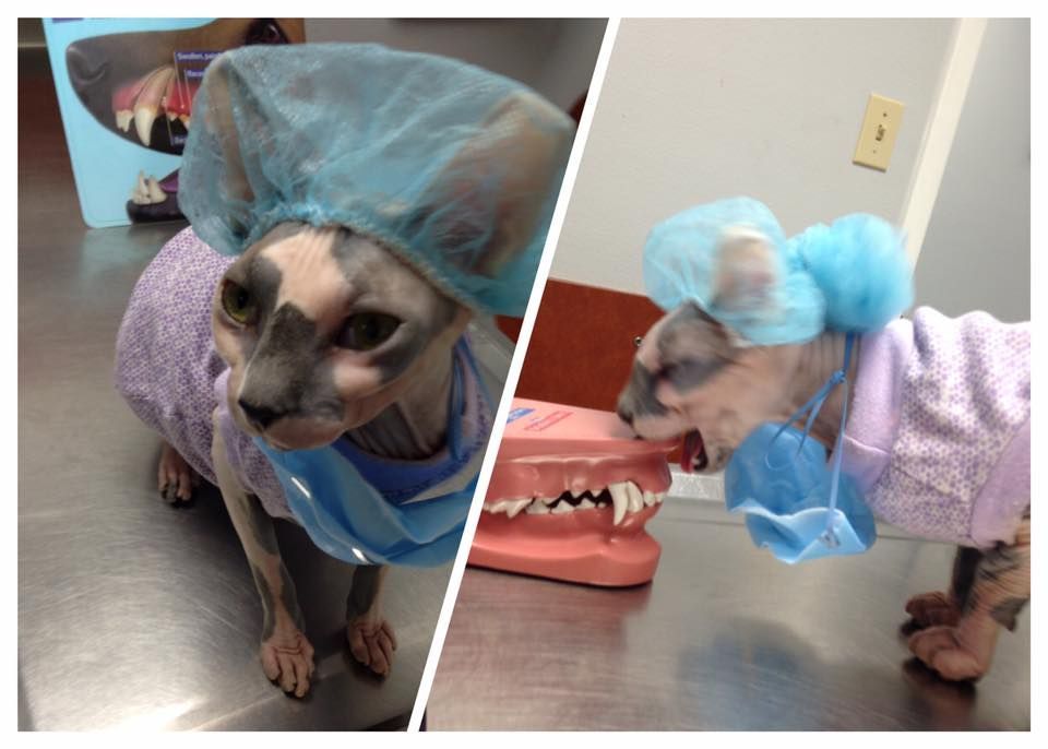 raisin sfinks który leczy