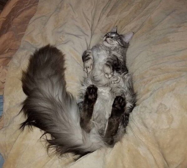 cygnus kot z najdłuższym ogonem