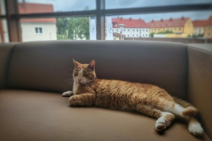 biało-rudy kot - honorowy gość w Nadlećnistwie Szczecinek