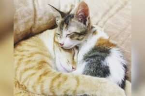 najsłodsza kocia para