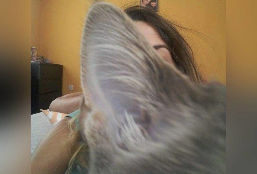 selfie z kotem