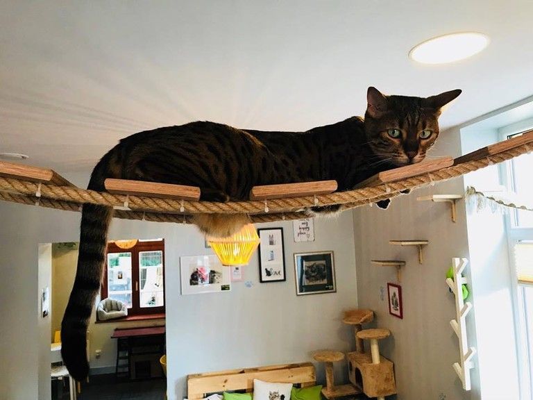 Kotka Cafe | Courtesy of Cat Cafe, Gdańsk