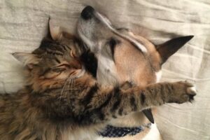 Kitty i Lady, kot terapeutą psa