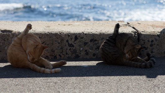 koty myją się nad brzegiem morza