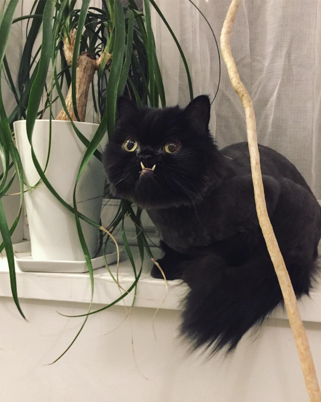 Princess Monster Truck