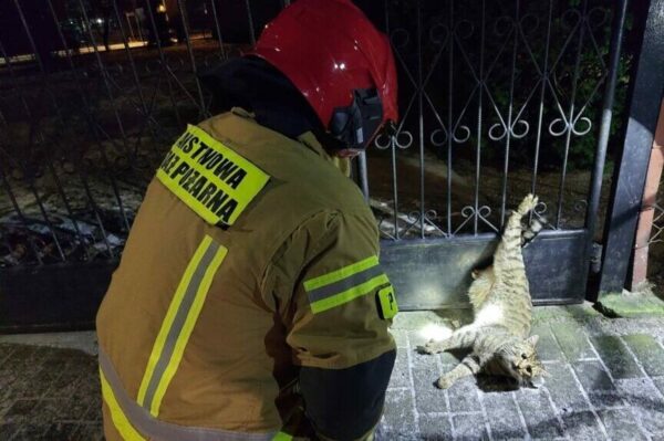 kot zaplątał się w drut i zawisł na ogrodzeniu