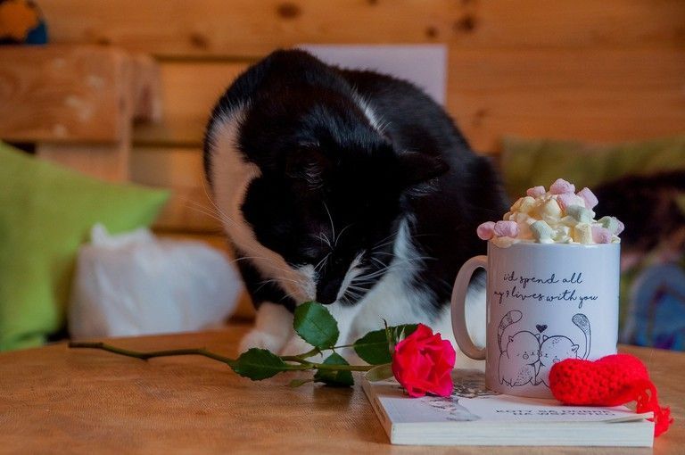 Miau Cafe, Wierzbno, Warsaw | Courtesy of Miau Cafe