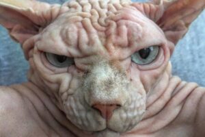 Xherdan - sfinks kanadyjski