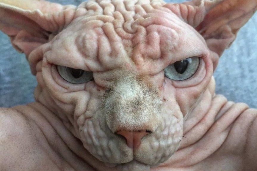 Xherdan - sfinks kanadyjski