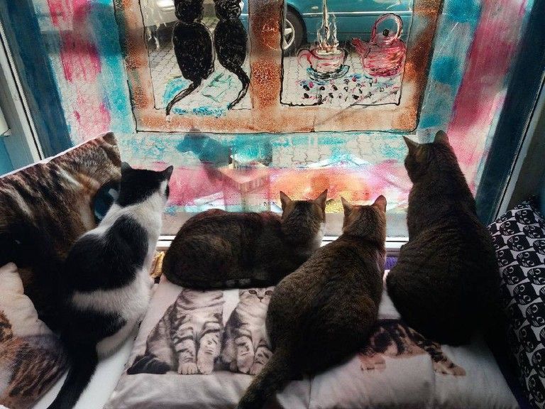 Cats in Herbaciarnia Kocie Oczy | Courtesy of Herbaciarnia Kocie Oczy