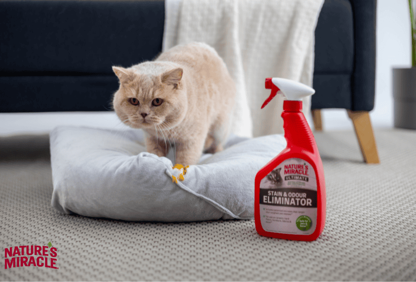 jak oduczyć kota sikania na dywan