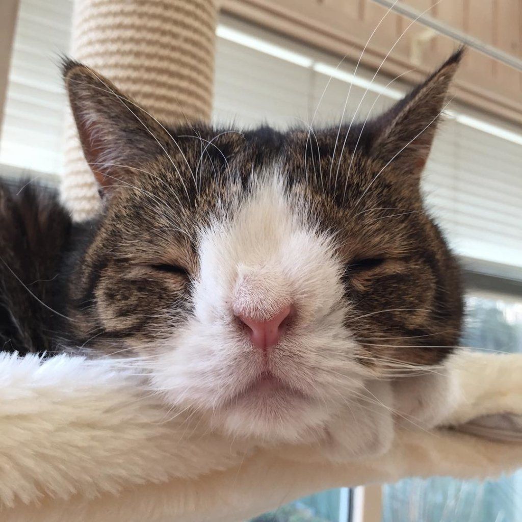 kot z zespołem Downa