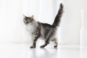 Kot z podniesionym ogonem