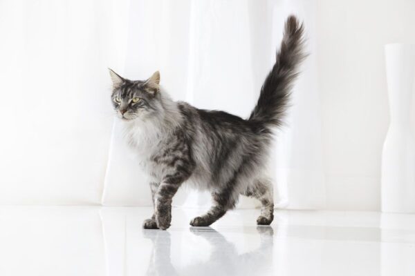 Kot z podniesionym ogonem