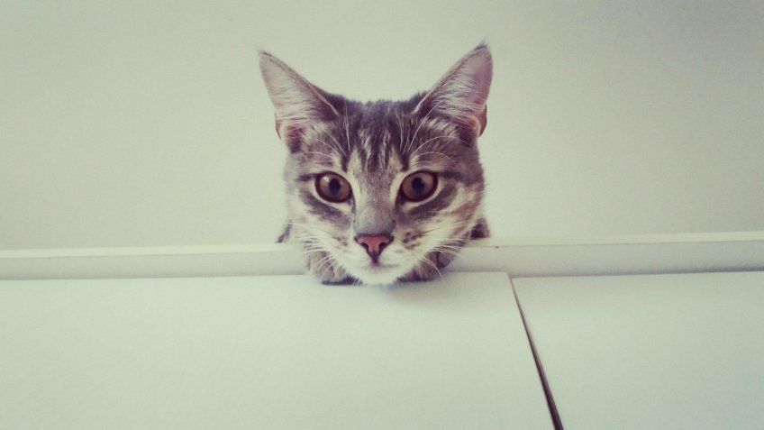 Kot na kuchennej szafce
