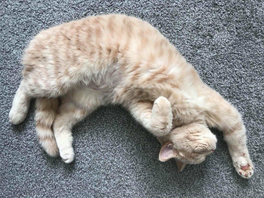 śpiący brytyjczyk biszkoptowy