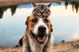 koty są lepsze od psów