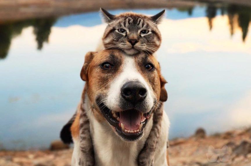 koty są lepsze od psów