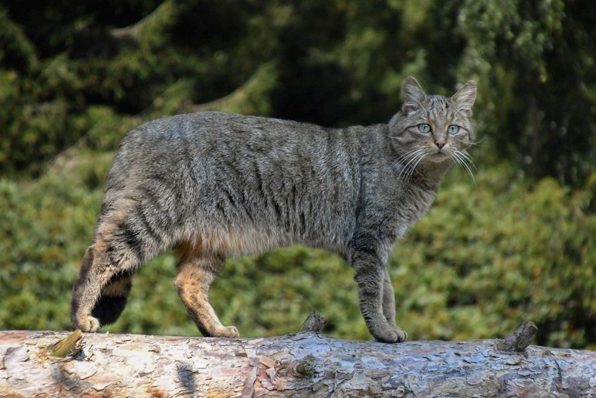 żbik drapieżnik żyjący w polsce 2