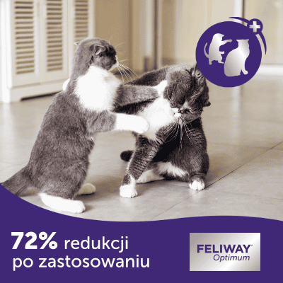 konflikty między kotami