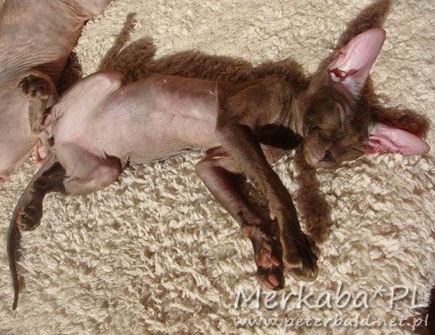 peterbald