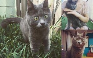 Kevin najbardziej zdziwiony kot świata