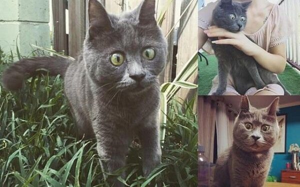 Kevin najbardziej zdziwiony kot świata