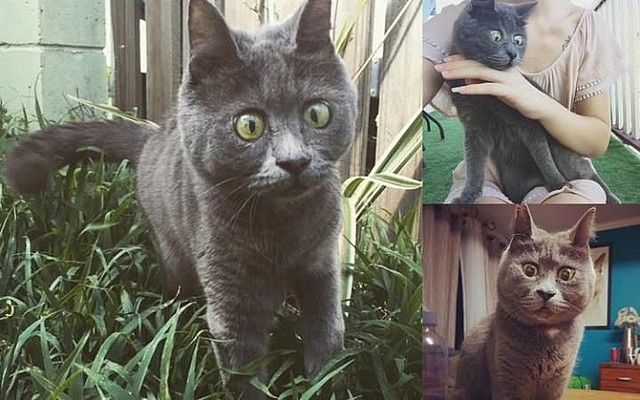 Kevin najbardziej zdziwiony kot świata