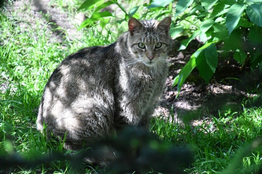 żbik drapieżnik żyjący w Polsce 3