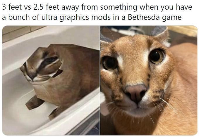 3 feet vs 2.5 feet away from something when you have a bunch of ultra graphics mods in a Bethesda game Photograph Eye Felidae Carnivore Whiskers Small to medium-sized cats Fawn Terrestrial animal
