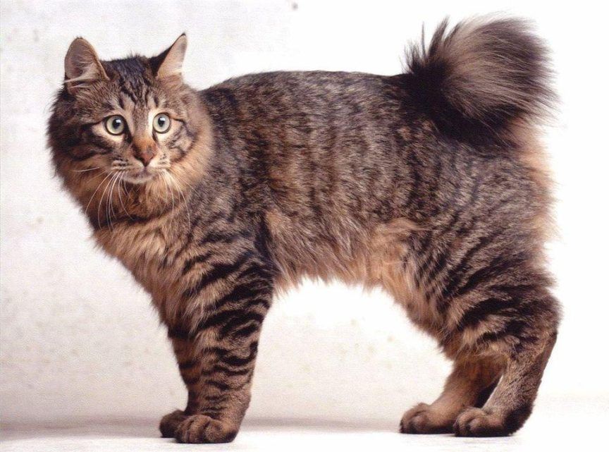 Kot Karelski Bobtail, Karelian Bobtail