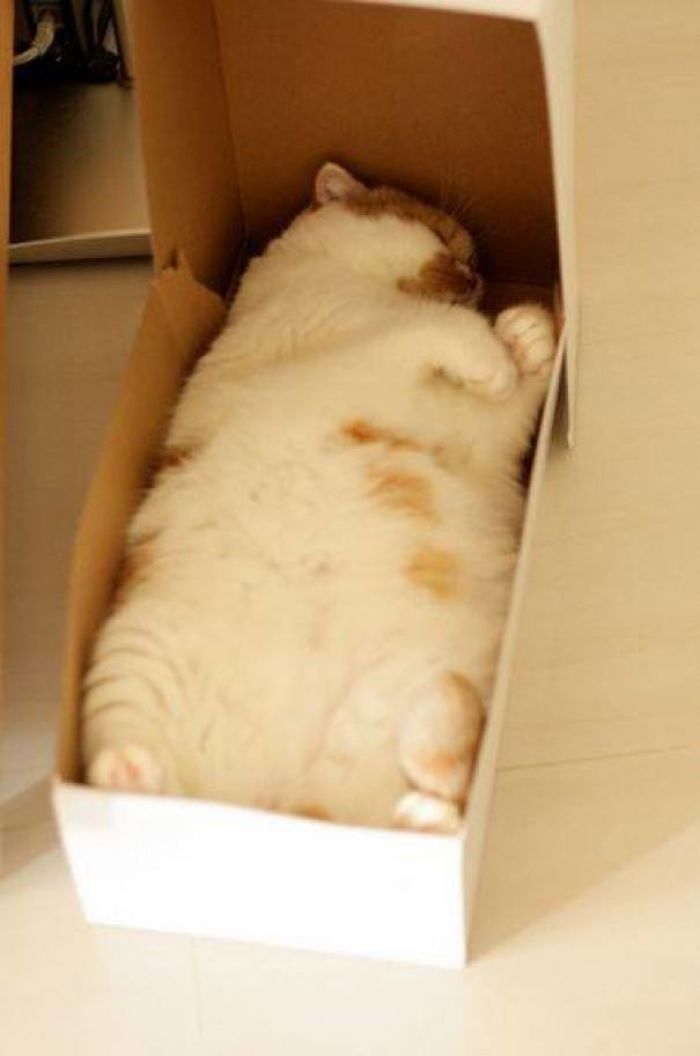 kot w pudełku