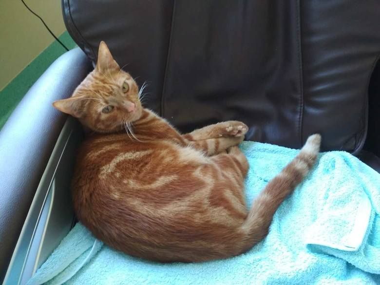 Franek - koci terapeuta