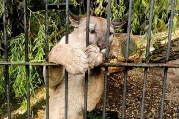 szkolił Nubię za pomocą kolczatki