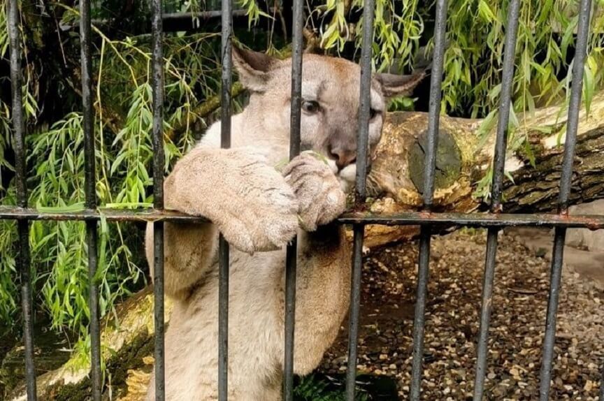 szkolił Nubię za pomocą kolczatki