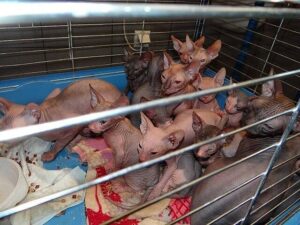 nielegalni emigranci