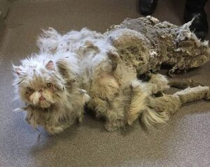 zaniedbany pers ze sficowanym futrem