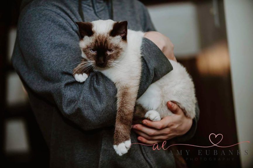 liścik w obróżce kota