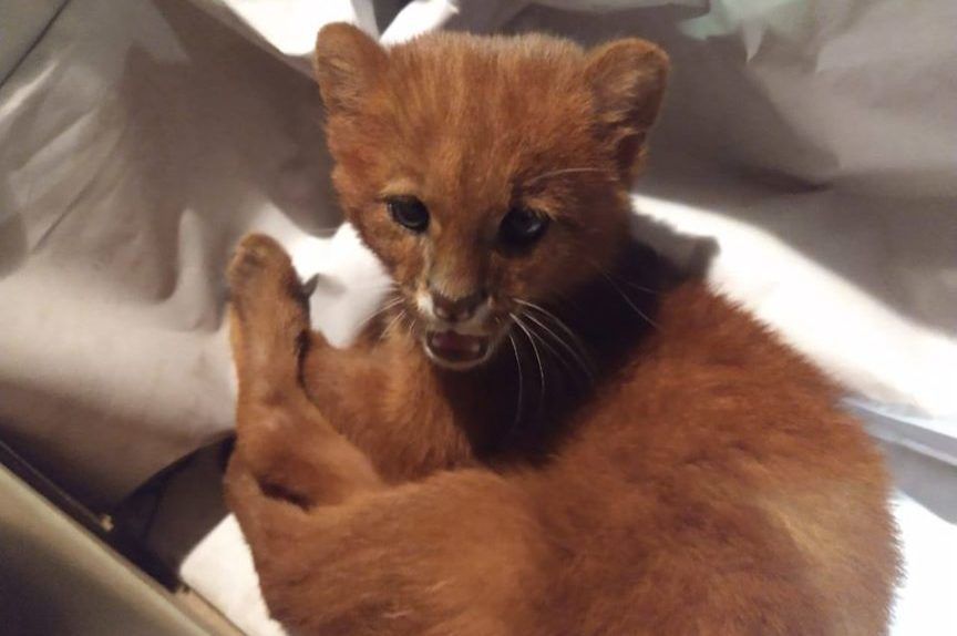 znalazła dzikie koty