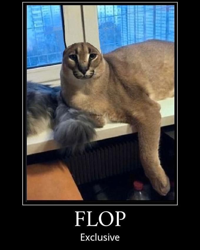 FLOP Exclusive Cat Felidae Small to medium-sized cats Photo caption Whiskers
