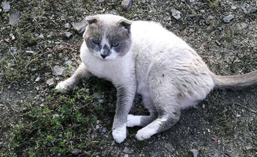 najdroższy kot brytyjski