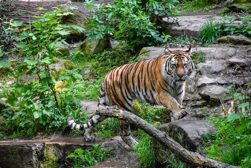tygrys syberyjski - największy żyjący kot świata