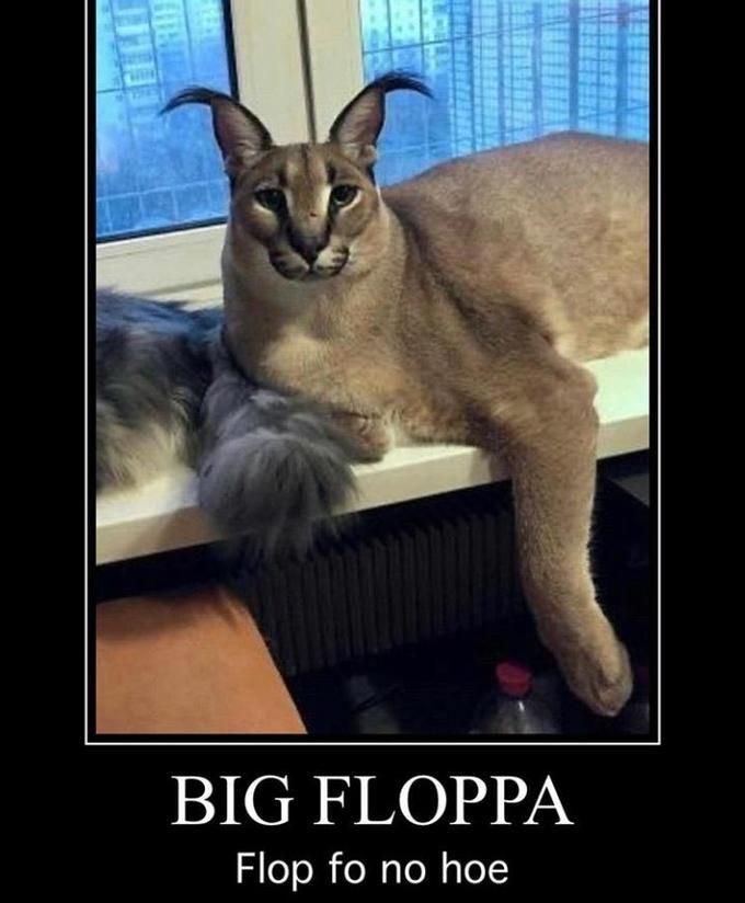 BIG FLOPPA Flop fo no hoe Cat Felidae Small to medium-sized cats Photo caption Whiskers Internet meme Asian Photography