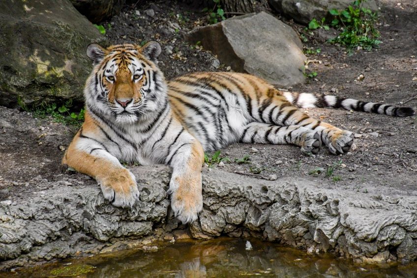 tygrys syberyjski - największy żyjący kot świata