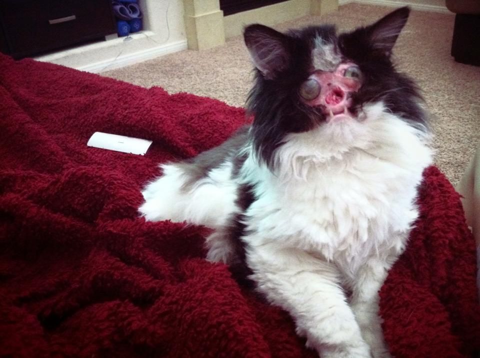 chase no face kot bez twarzy