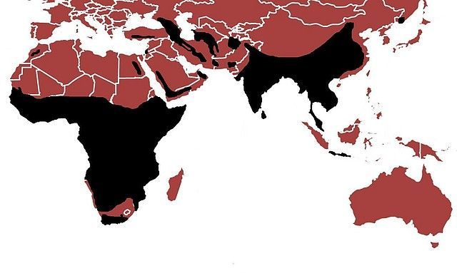 Terytorium lampartów