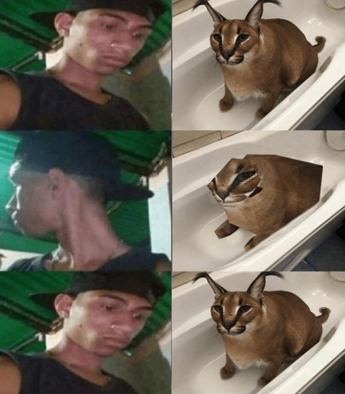 Photograph Vertebrate Jaw Felidae Cap Mammal Baseball cap Carnivore Fawn Small to medium-sized cats Art Headgear Hat T-shirt Whiskers Collage